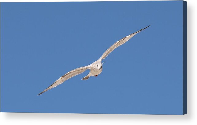 Sea Acrylic Print featuring the photograph Gull in Flight - 2 by Christy Pooschke