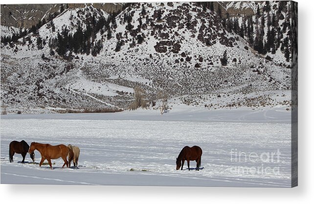 Horses Acrylic Print featuring the photograph Harmony by Fiona Kennard