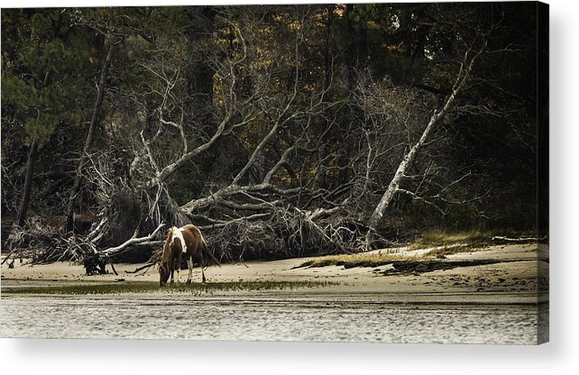 Autumn Acrylic Print featuring the photograph Island Pony by Donald Brown