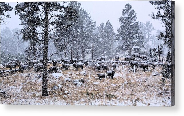 Bison Acrylic Print featuring the photograph January Snow by Donald J Gray