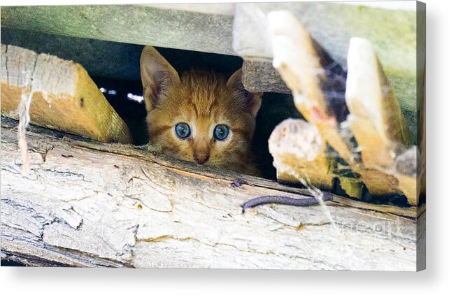 Cute Acrylic Print featuring the photograph Just Eyes by Milena Boeva