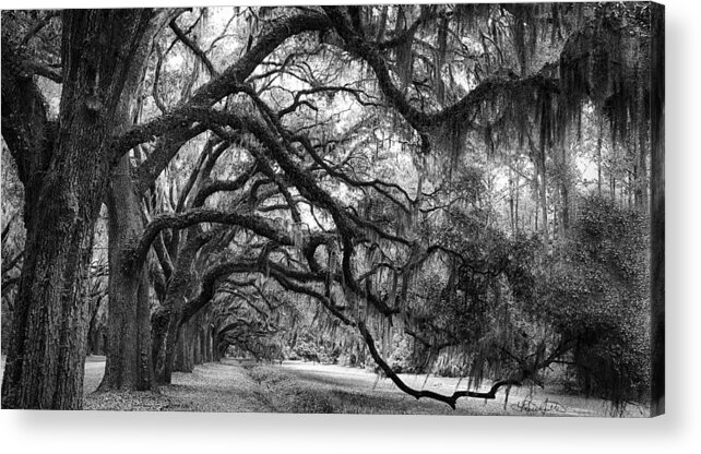 Live Oak Acrylic Print featuring the photograph Live Oak Tunnel - Black and White by Renee Sullivan