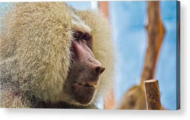 Close Acrylic Print featuring the photograph Male Baboon by Jonny D