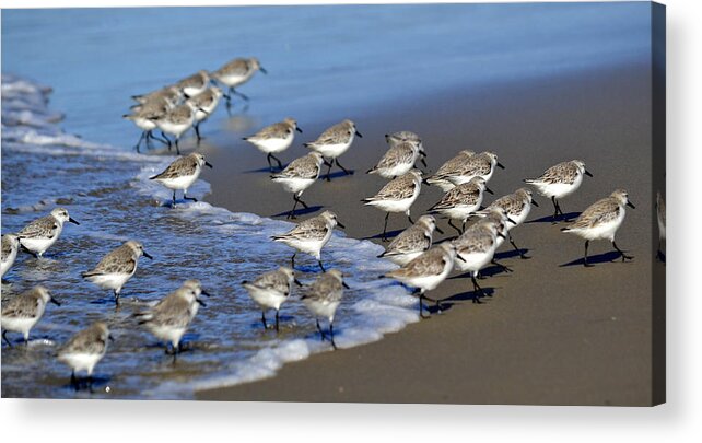 Sandpipers Acrylic Print featuring the photograph March Of The Sandpipers by Fraida Gutovich