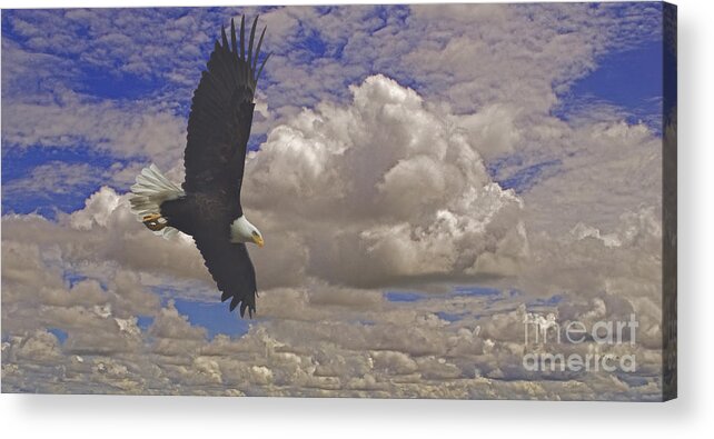 Eagle Acrylic Print featuring the photograph Master In Flight - Signed by J L Woody Wooden