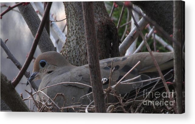 Morning Dove Nest Images North American Birds Peaceful Creatures Cute Animals Wildlife Habitat Song Birds Gray Birds Blue Eyed Birds Mother Bird Female Mourning Dove Stat Bird Species Dove Prints Song Dove Graceful Birds Angelic Animals Harmless Woodland Forest Beings Wild Things Acrylic Print featuring the photograph Nesting Morning Dove by Joshua Bales