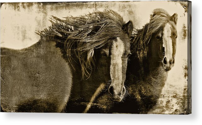 Pony Acrylic Print featuring the photograph Winds of Time by Amanda Smith