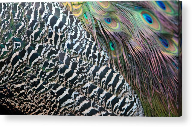 Peacock Acrylic Print featuring the photograph Peacock Feathers by Cynthia Guinn