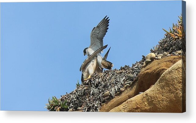 Peregrine Acrylic Print featuring the photograph Peregrine Falcons - 5 by Christy Pooschke