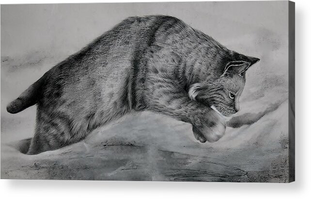 Bobcat Acrylic Print featuring the drawing Pounce by Jean Cormier