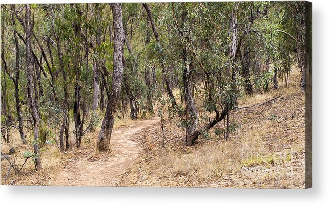 Australia Acrylic Print featuring the photograph Red Hill Trail by Steven Ralser