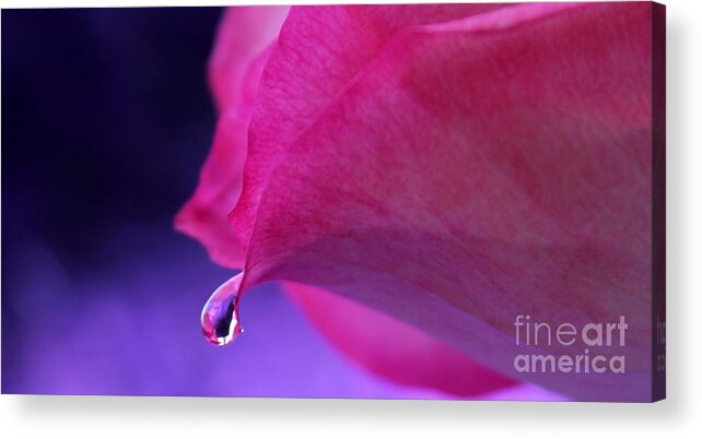 Pink Rose Acrylic Print featuring the photograph Sentimental Memories by Krissy Katsimbras