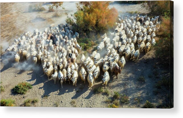 Sheep Acrylic Print featuring the photograph Sheep by Hua Zhu