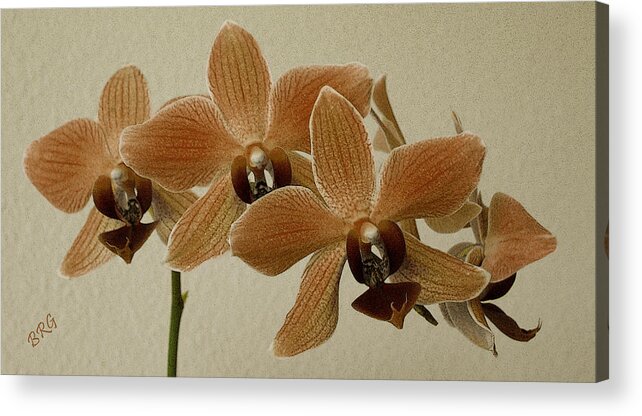 Orchid Acrylic Print featuring the photograph Sofia Orchid by Ben and Raisa Gertsberg
