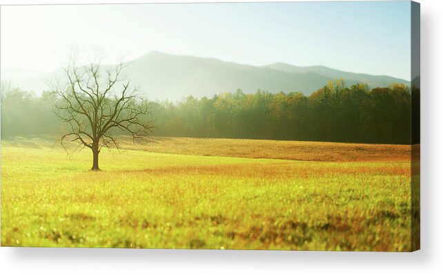 Scenics Acrylic Print featuring the photograph Solitary Tree In The Field, Great Smoky by Moreiso