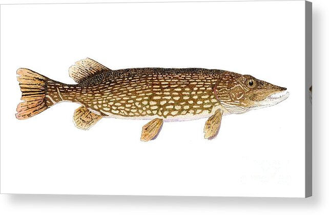 Pike Acrylic Print featuring the painting Study of a Northern Pike by Thom Glace