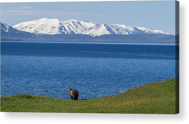 Grizzly Bear Acrylic Print featuring the photograph The Big Wide Open by Sandy Sisti
