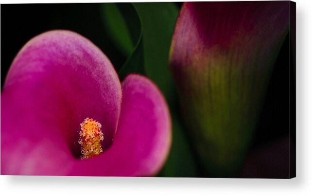 Calla Acrylic Print featuring the photograph The Heart of the Lily by Christi Kraft