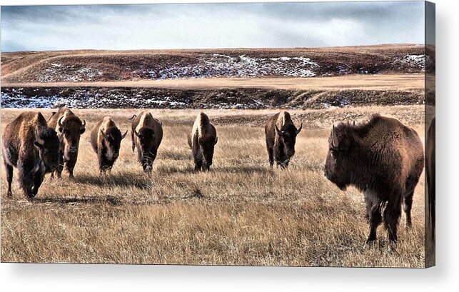 Bison Acrylic Print featuring the photograph The Lineup by Donald J Gray