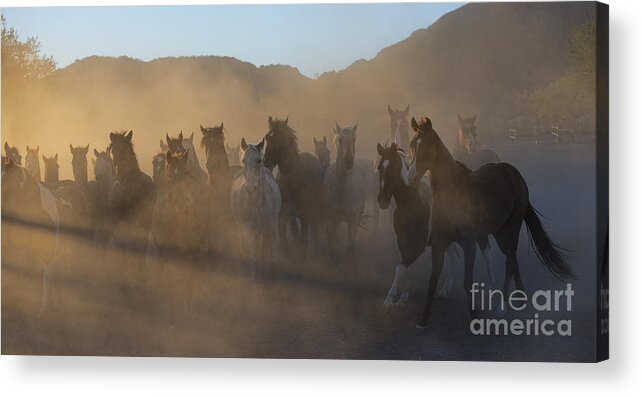 Horses Acrylic Print featuring the photograph The Morning Run by Sandra Bronstein