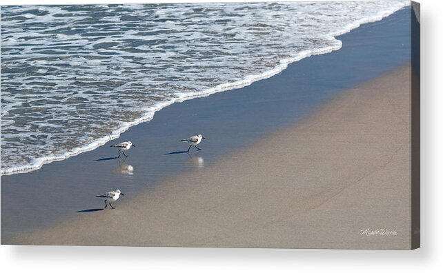 The Pied Sandpiper Acrylic Print featuring the photograph The Pied Sandpiper by Michelle Constantine