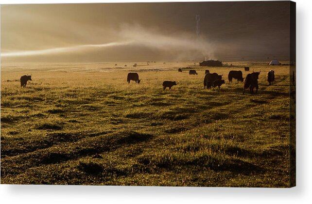 Dawn Acrylic Print featuring the photograph The Pride Of The Morning by Zhouyousifang