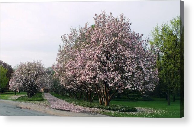 Nature Acrylic Print featuring the photograph Tiptoe Through The Tulip Trees by Peggy King