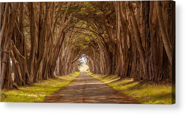 Landscape Acrylic Print featuring the photograph Valiant Trees by Kevin Dietrich