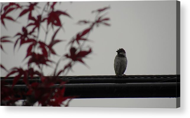 Bird Acrylic Print featuring the photograph Watching The Storm by Edwin Alverio