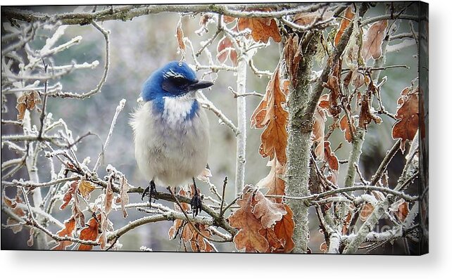 Birds Acrylic Print featuring the photograph Where's The Heater by Julia Hassett