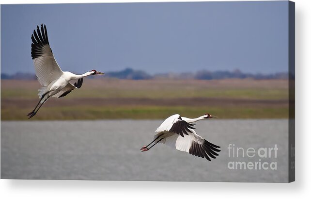 Whooping Crane Acrylic Print featuring the photograph Whooping Crane Pair by Richard Mason