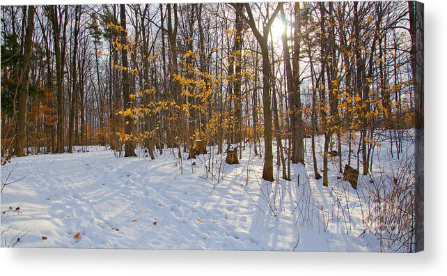 Winter Acrylic Print featuring the photograph Winter Walk by Laurel Best
