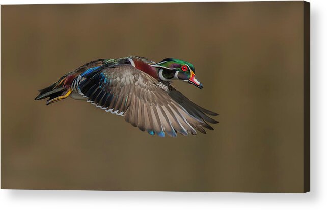 Duck Acrylic Print featuring the photograph Wood Duck-male In-flight by Salman A