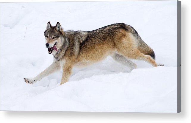Yellowstone National Park Acrylic Print featuring the photograph Yellowstone Wolf Big Brown by Max Waugh