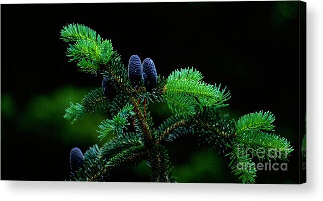 Pine Cones Acrylic Print featuring the photograph Mountain Life by Sharon Elliott