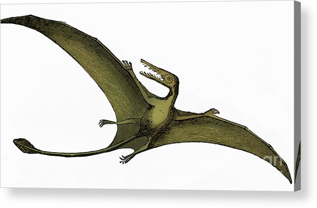 Prehistory Acrylic Print featuring the photograph Pterodactyl Extinct Flying Reptile #5 by Science Source