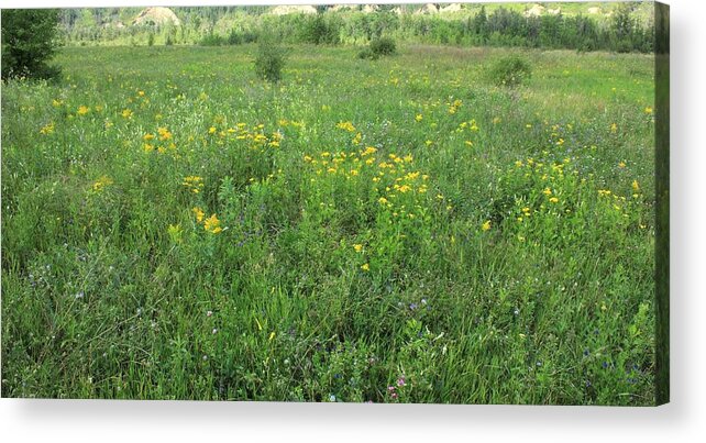 Flowers Acrylic Print featuring the photograph Alberta summer meadow by Jim Sauchyn