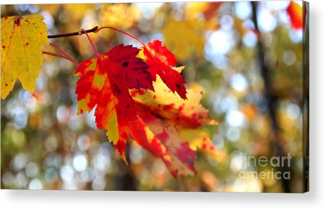 Adrian Laroque Acrylic Print featuring the photograph Autumn Leaves by LR Photography