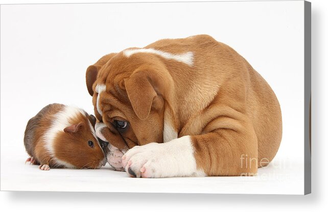 Nature Acrylic Print featuring the photograph Bulldog Pup And Guinea Pig by Mark Taylor