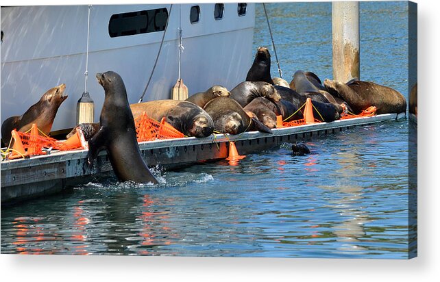 Sea Lions Acrylic Print featuring the photograph Crowded Dock by Fraida Gutovich