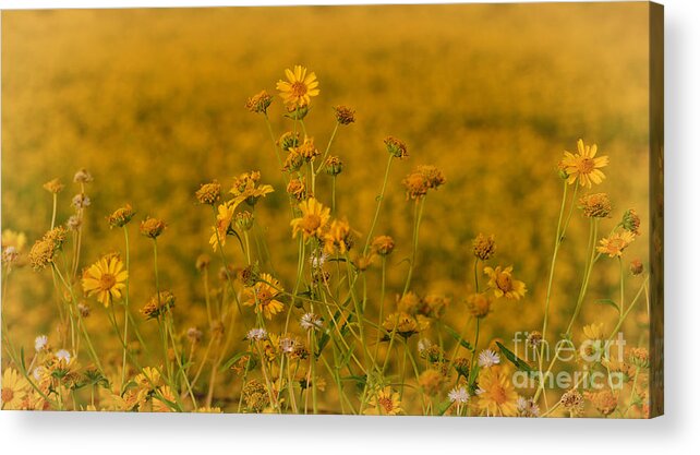 Flower Acrylic Print featuring the photograph Daisy's by Donna Greene