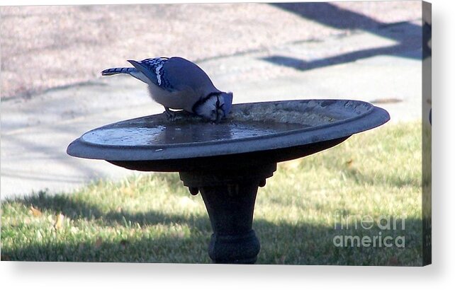 Blue Jay Acrylic Print featuring the photograph Frustration by Dorrene BrownButterfield