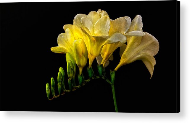 Golden Freesia Acrylic Print featuring the photograph Golden Freesia by Floyd Hopper