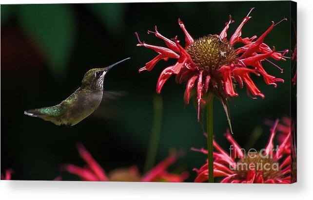 Hummingbird Acrylic Print featuring the photograph Hummer at Work by Beth Phifer
