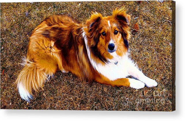 Sheltie Acrylic Print featuring the photograph Kota the dog by Michelle Frizzell-Thompson