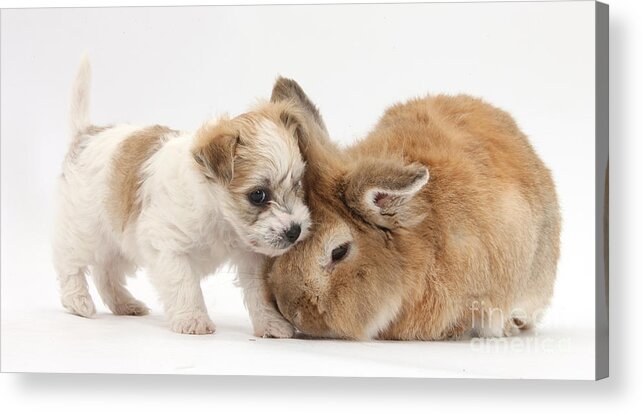 Nature Acrylic Print featuring the photograph Pup And Rabbit by Mark Taylor