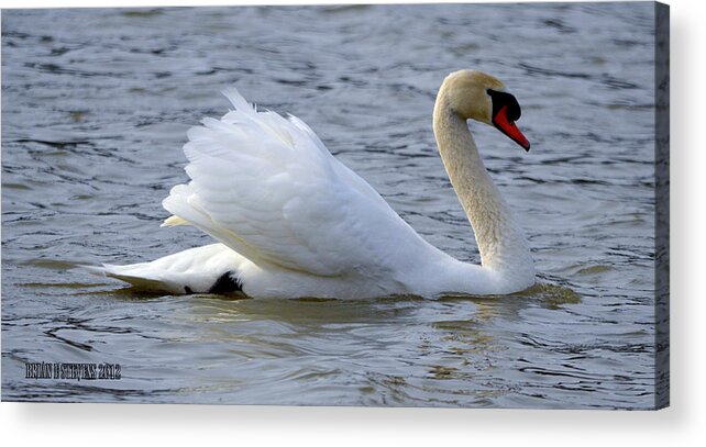 Swans Acrylic Print featuring the photograph Starboard by Brian Stevens