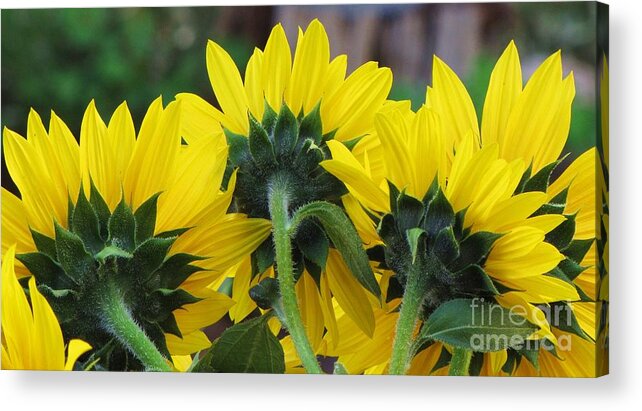 Sunflowers Details Yellow Behind Acrylic Print featuring the photograph Sunflowers by Michele Penner