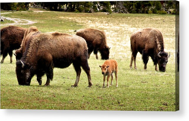 Bison Acrylic Print featuring the photograph The Mighty Bison by Ellen Heaverlo