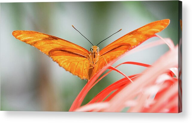 Butterfly Acrylic Print featuring the photograph Julia Butterfly #1 by Cathy Donohoue